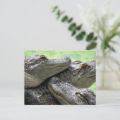 Postcrossing - Aligatorパーティーはがき ポストカード (スタンド正面)