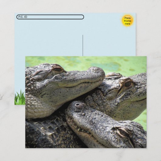 Postcrossing - Aligatorパーティーはがき ポストカード (正面/裏面)