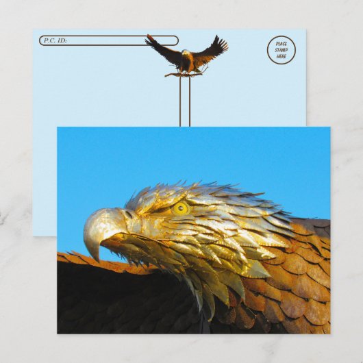 Postcrossing - Bald Eagle像 ポストカード (正面/裏面)