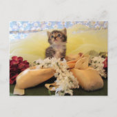 Postcrossing Ballerina Kate Cat / Kitten Posting ポストカード (正面)