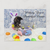 Postcrossing Bandit's Easter - Cat / Kitten Easter シーズンポストカード (正面)