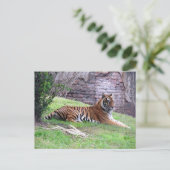 Postcrossing Bengal Tigerポストカード(IDボックス付き) ポストカード (スタンド正面)