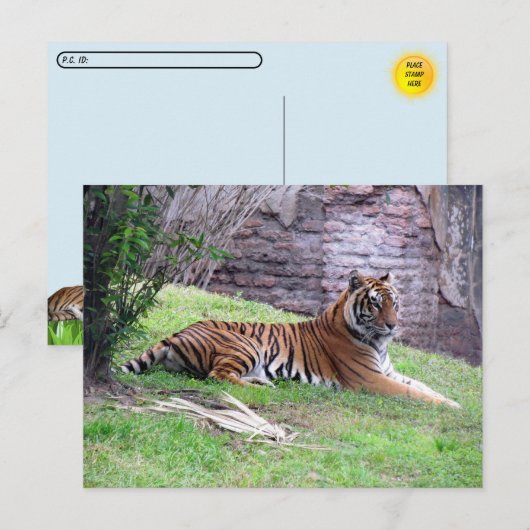 Postcrossing Bengal Tigerポストカード(IDボックス付き) ポストカード (正面/裏面)
