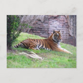 Postcrossing Bengal Tigerポストカード(IDボックス付き) ポストカード (正面)