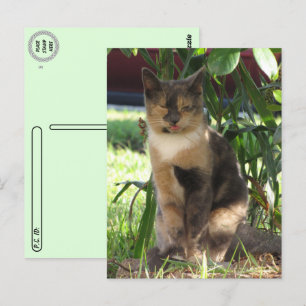 Postcrossing - Callie Muffin 間抜け the Street Cat ポストカード