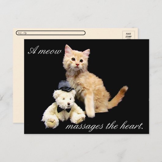 Postcrossing - Cat Pic - Sundrop and Teddy Bear ポストカード (正面/裏面)