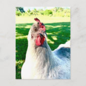 Postcrossing Chicken Postcard - Farm Life Series ポストカード (正面)