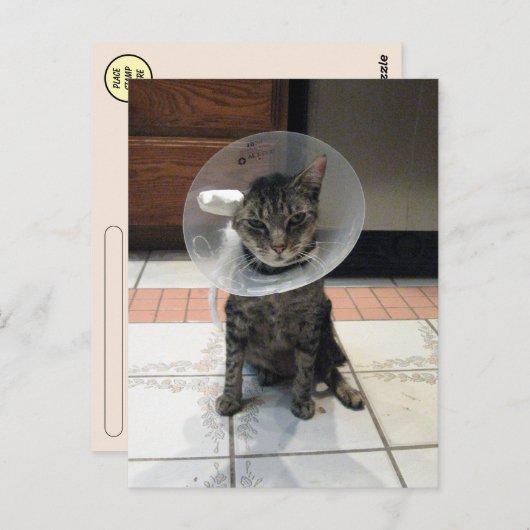 Postcrossing Cone of Shame - Cat Get Wellポストカード ポストカード (正面/裏面)