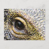 Postcrossing - Crocodile Monitor Lizardはがき ポストカード (正面)