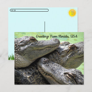 Postcrossing - Florida Aligatorからのご挨拶 ポストカード