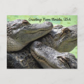 Postcrossing - Florida Aligatorからのご挨拶 ポストカード (正面)