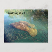 Postcrossing Florida Managerおよびベビーw ID Box ポストカード (正面)