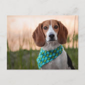 Postcrossing - Foxhound Postcard シーズンポストカード (正面)