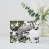 Postcrossing - Gator Reflections in the Swamp ポストカード (スタンド正面)