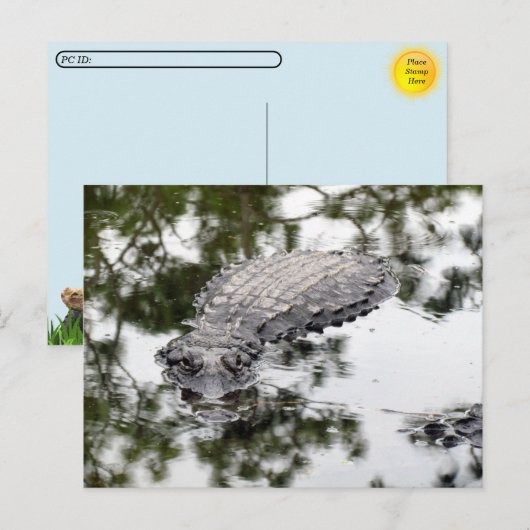 Postcrossing - Gator Reflections in the Swamp ポストカード (正面/裏面)