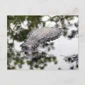 Postcrossing - Gator Reflections in the Swamp ポストカード (正面)
