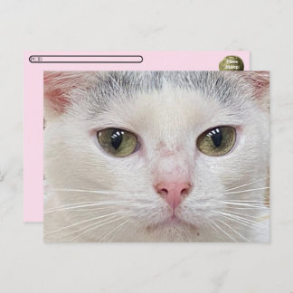 Postcrossing George the Cat's Close Upはがき シーズンポストカード