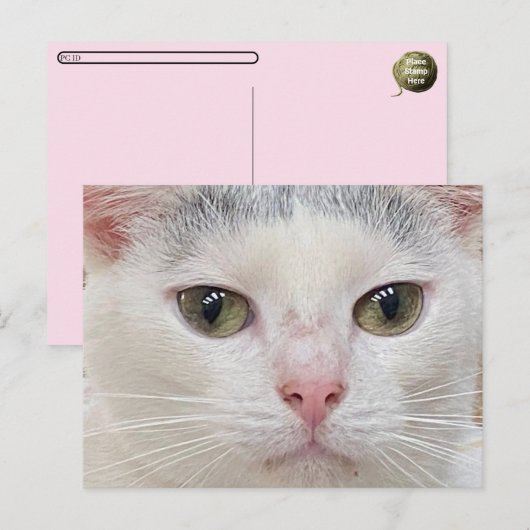 Postcrossing George the Cat's Close Upはがき シーズンポストカード (正面/裏面)