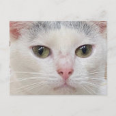 Postcrossing George the Cat's Close Upはがき シーズンポストカード (正面)