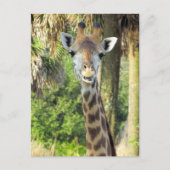 Postcrossing - Giraffe間抜けはがき ポストカード (正面)