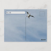 Postcrossing ID Box – アメリカンホワイトペリカン ポストカード (裏面)