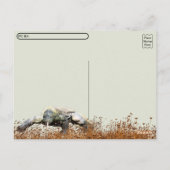 Postcrossing - Komodo Dragon ポストカード (裏面)