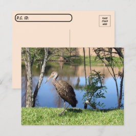 Postcrossing - Limpkin on the Lakeポストカード ポストカード