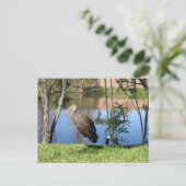 Postcrossing - Limpkin on the Lakeポストカード ポストカード (スタンド正面)