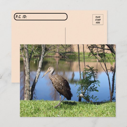Postcrossing - Limpkin on the Lakeポストカード ポストカード (正面/裏面)