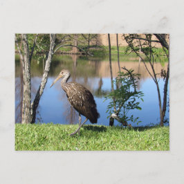 Postcrossing - Limpkin on the Lakeポストカード ポストカード