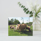 Postcrossing Lots of Cows & a Couple little Bulls ポストカード (スタンド正面)
