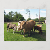 Postcrossing Lots of Cows & a Couple little Bulls ポストカード (正面)