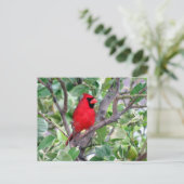 Postcrossing -Male Cardinal Bird Watching Postcard シーズンポストカード (スタンド正面)