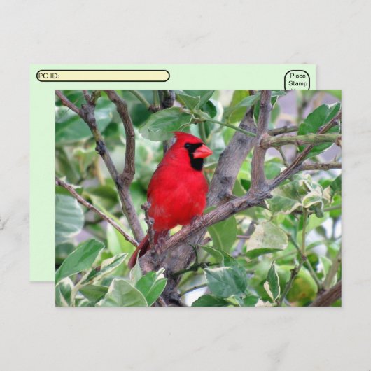Postcrossing -Male Cardinal Bird Watching Postcard シーズンポストカード (正面/裏面)