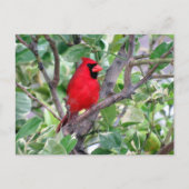 Postcrossing -Male Cardinal Bird Watching Postcard シーズンポストカード (正面)