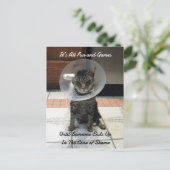 Postcrossing - Oliver The Cats Cone of Shame ポストカード (スタンド正面)
