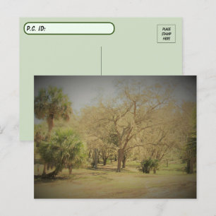 Postcrossing Quaint Florida Forest Scene ポストカード