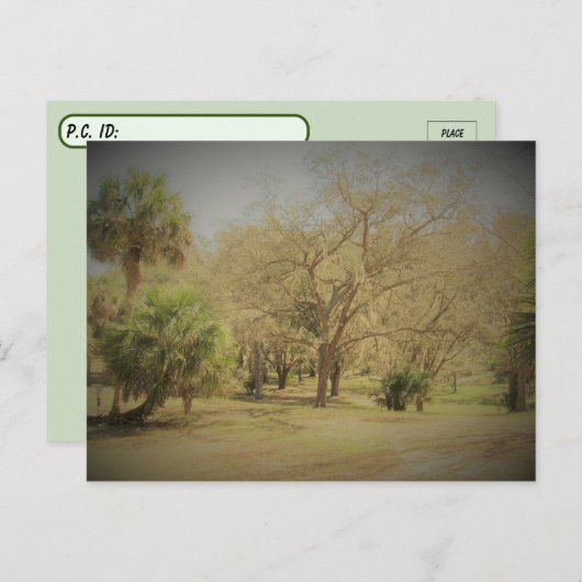 Postcrossing Quaint Florida Forest Scene ポストカード (正面/裏面)