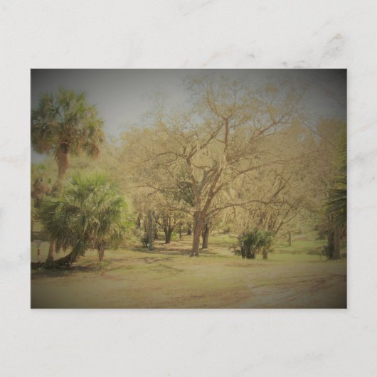 Postcrossing Quaint Florida Forest Scene ポストカード (正面)
