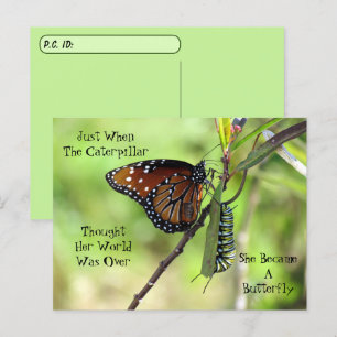Postcrossing Queen Butterfly & ID Box付き(昆虫)オオカバマダラ ポストカード