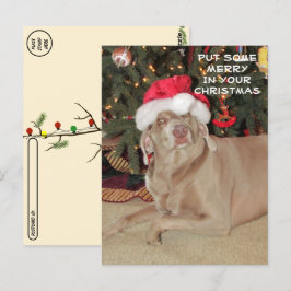 Postcrossing - Rain the Weimaraner's Christmas ポストカード