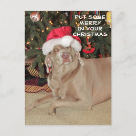 Postcrossing - Rain the Weimaraner's Christmas ポストカード