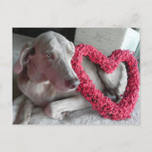 Postcrossing Rain the Weimaraner's Iハート ポストカード (正面)