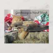 Postcrossing - Simba the Cat's Gardeningはがき ポストカード (正面)