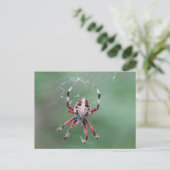 Postcrossing Spotted Orbweaver Spiderはがき ポストカード (スタンド正面)