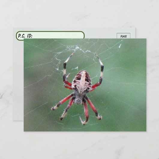 Postcrossing Spotted Orbweaver Spiderはがき ポストカード (正面/裏面)