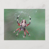 Postcrossing Spotted Orbweaver Spiderはがき ポストカード (正面)