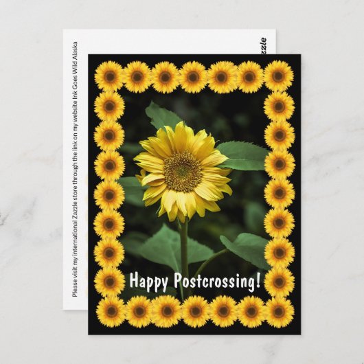 Postcrossing Sunflower – はがき (正面/裏面)