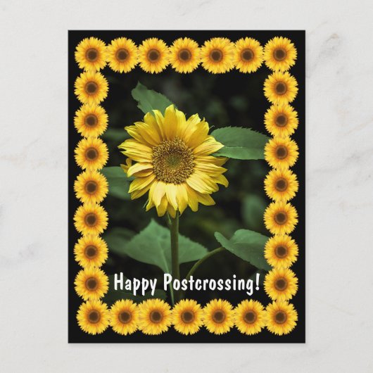 Postcrossing Sunflower – はがき (正面)