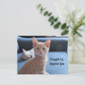 Postcrossing - Taz and Winter Surprise Cat ポストカード (スタンド正面)